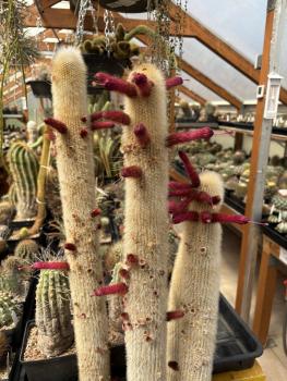 Cleistocactus strausii